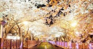 春までもう少し‼今から計画したい観光もお花見も韓国らしさも楽しめる韓国ソウルのお勧めポットをご紹介します♪