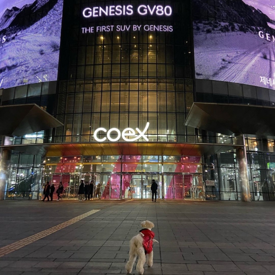カップルで韓国旅行におすすめのデートスポット「COEX MALL(コエックスモール)」の画像