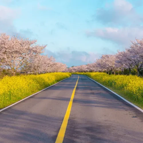 韓国　桜　開花予想