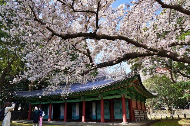 韓国　桜　開花予想