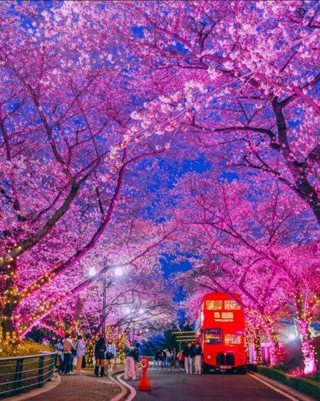 韓国　桜　開花予想